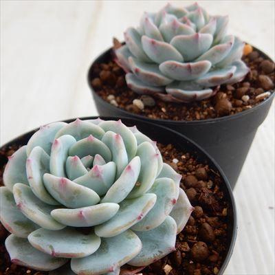 日本花キ流通 多肉植物 skエケベリア モンブラン エケベリア 7.5cm 