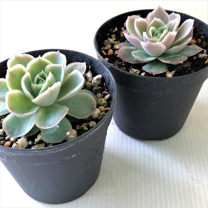 多肉植物 Skエケベリア ピンクネーション シムランス ラズベリーアイス 多肉植物 エケベリア 7 5cmポット Z Swk 001 008 フラワーネット日本花キ流通 通販 Yahoo ショッピング