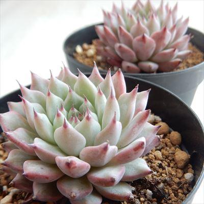 エケベリ屋✡️銀天女×ザラゴーサ✡️ 多肉 抜き苗 つぶつぶ屋 寄せ植え 子株付 エケベリ屋✡️銀天女×ザラゴーサ✡️ 多肉 抜き苗 つぶつぶ屋