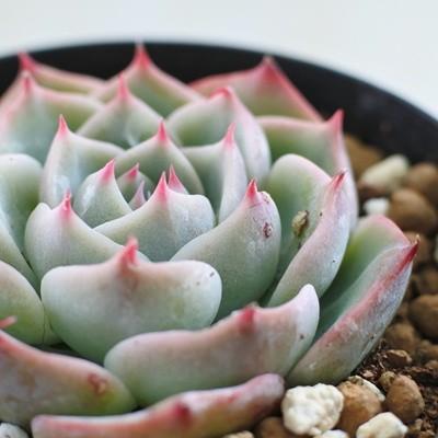 多肉植物 Swkエケベリア チワワエンシス コロラータタパルパ 多肉植物 エケベリア 7 5cmポット Z 001 011 フラワーネット日本花キ流通 通販 Yahoo ショッピング