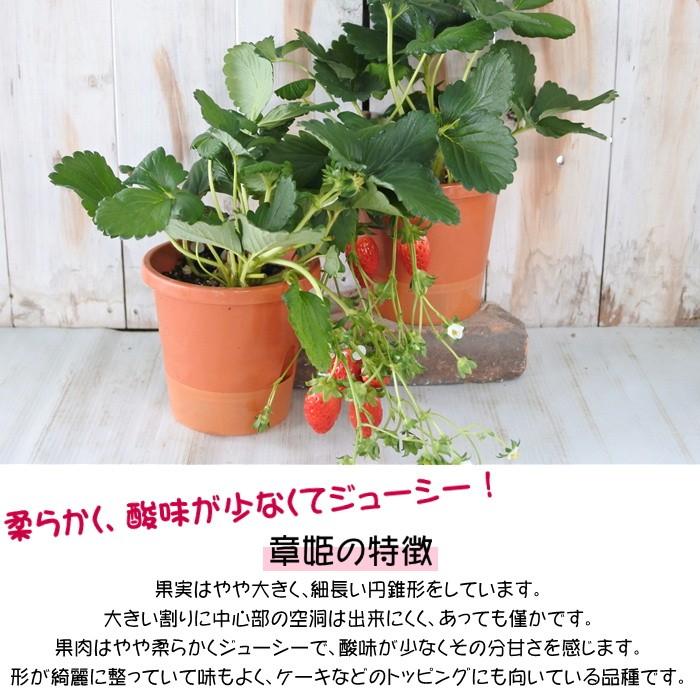 いちご 章姫 鉢植え 5号 苗 ガーデニング イチゴ あきひめ Z 601 001 フラワーネット日本花キ流通 通販 Yahoo ショッピング