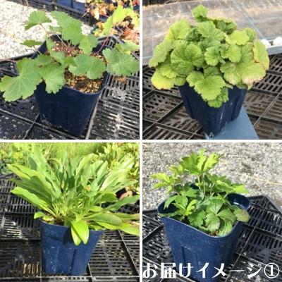 日本花キ流通 予約販売 宿根草の咲く庭 ゲラニューム 苗 スプリッシュ