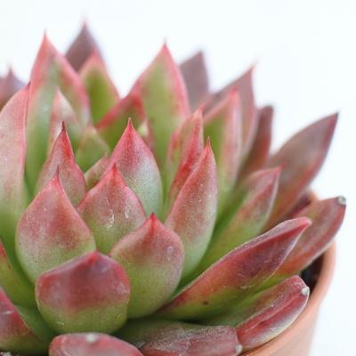 多肉植物 Hmエケベリア 相府蓮 多肉植物 エケベリア 6cmポット Z 001 002 フラワーネット日本花キ流通 通販 Yahoo ショッピング