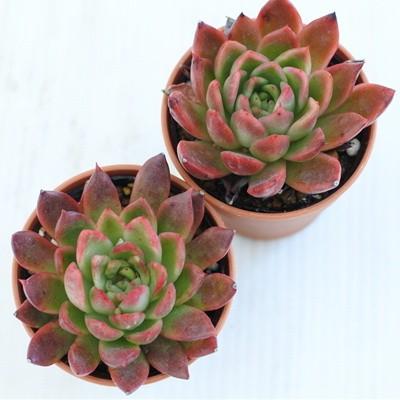 多肉植物 Hmエケベリア 相府蓮 多肉植物 エケベリア 6cmポット Z 001 002 フラワーネット日本花キ流通 通販 Yahoo ショッピング