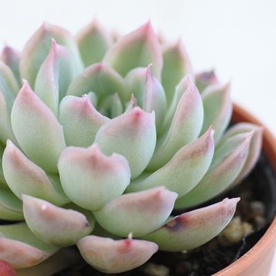 日本花キ流通 多肉植物 hmエケベリア 月影の宵 多肉植物 エケベリア