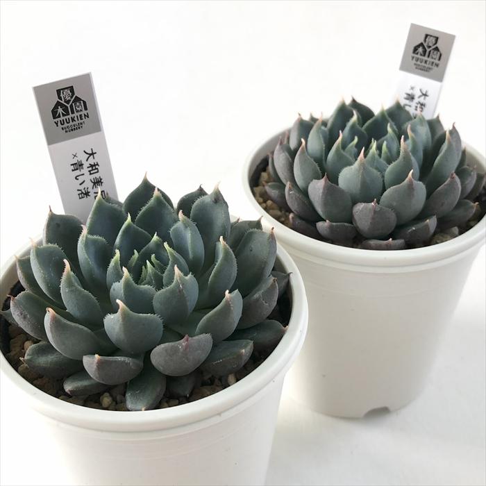 多肉植物 大和美尼 抜き苗 エケベリア 【公式通販】