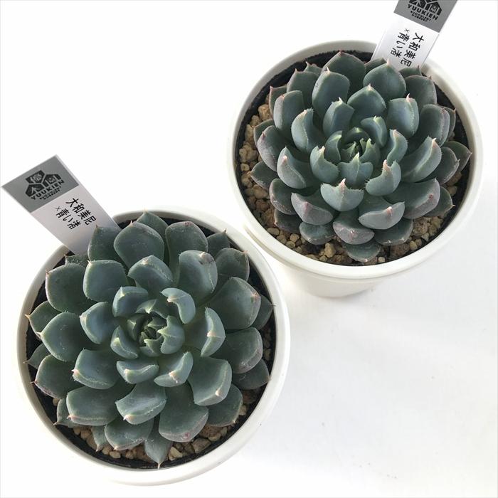 多肉植物　大和美尼　抜き苗　エケベリア 多肉植物 yukエケベリア 大和美尼×青い渚 優木園さんの苗 送料