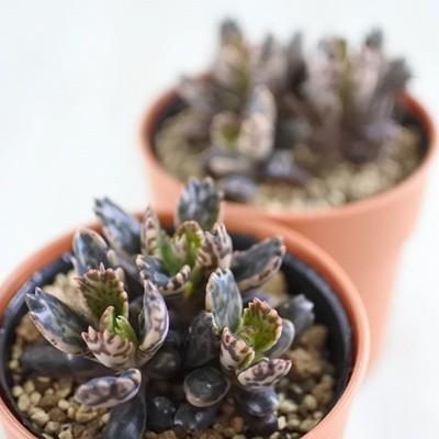 多肉植物 Yukカランコエ 不死鳥モンスト 多肉植物 カランコエ 6cmポット Z 001 018 フラワーネット日本花キ流通 通販 Yahoo ショッピング