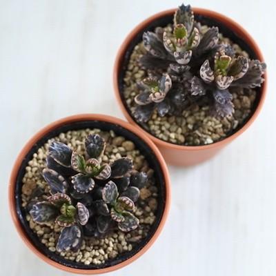 多肉植物 Yukカランコエ 不死鳥モンスト 多肉植物 カランコエ 6cmポット Z 001 018 フラワーネット日本花キ流通 通販 Yahoo ショッピング
