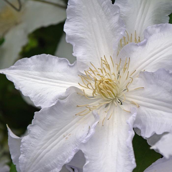 予約販売 充実大株クレマチス 苗 ジリアン ブレイズ パテンス系 2年生株 12cmポット地植えok 11月上旬以降発送 Z 601 010 フラワーネット日本花キ流通 通販 Yahoo ショッピング