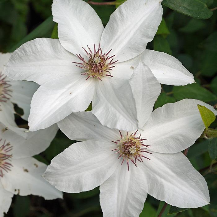 予約販売 充実大株クレマチス 苗 ベラ ジャックマニー系 2年生株 12cmポット地植えok 11月上旬以降発送 Z 601 024 フラワーネット日本花キ流通 通販 Yahoo ショッピング