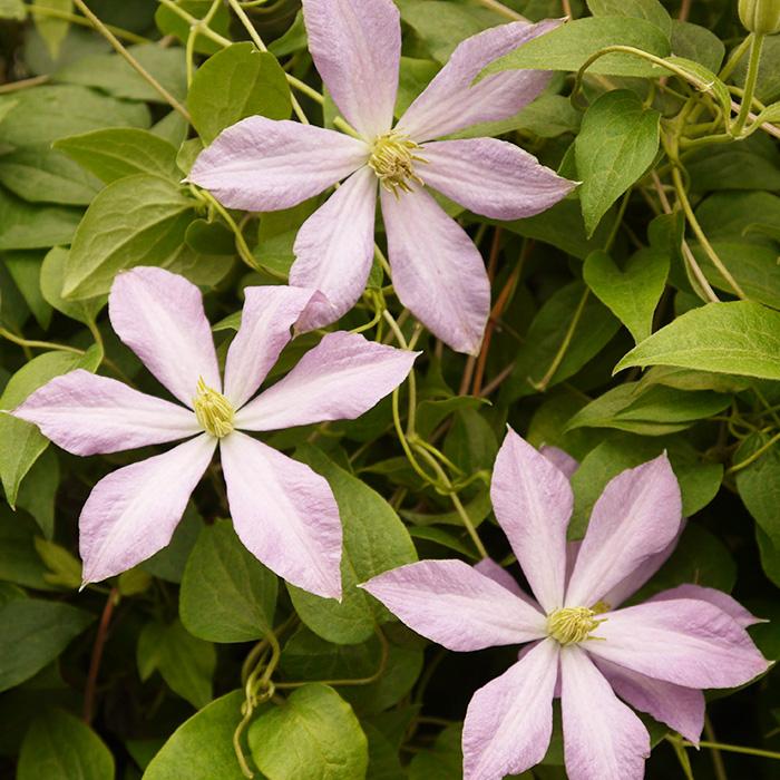 クレマチス マダム•バロン•バイロード 2年生苗 正規品ラベル付き クレマチス マダム•バロン•バイロード 2年生苗 正規品ラベル付き 楽天