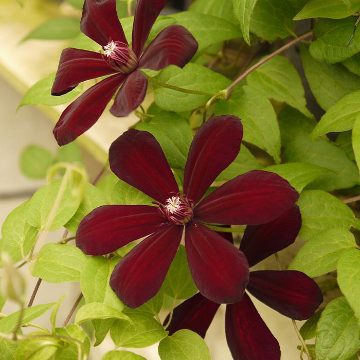 クレマチス　苗　⑦ z 7（苗）（花種類：クレマチス） | 花、ガーデニング の