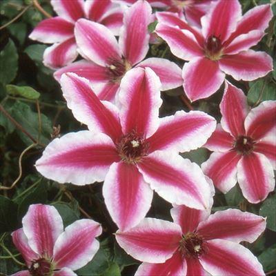 予約販売 クレマチス 苗 パミーナ 早咲き大輪系 2年生株 充実大株 12cm