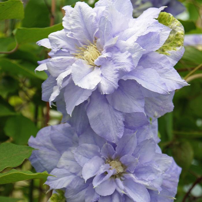 予約販売 充実大株クレマチス 苗 マズリー 遅咲き大輪系 2年生株 12cmポット地植えok 11月上旬以降発送 Z 601 048 フラワーネット日本花キ流通 通販 Yahoo ショッピング