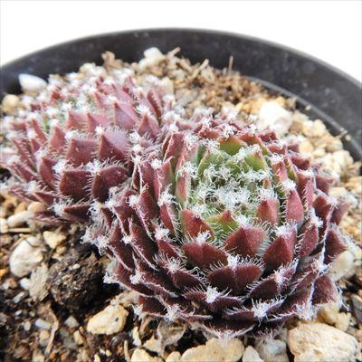 多肉植物 Grセンペルビウム 赤巻絹 多肉植物 センペルビウム 7 5cmポット Z 001 011 フラワーネット日本花キ流通 通販 Yahoo ショッピング