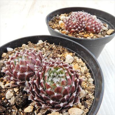 日本花キ流通 grセンペルビウム 赤巻絹 7.5cmポット : フラワーネット