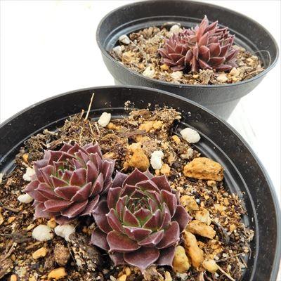 日本花キ流通 grセンペルビウム アルーリング 7.5cmポット : フラワー
