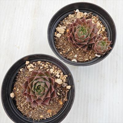 日本花キ流通 grセンペルビウム バーンスタイン 7.5cmポット