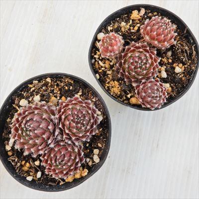 日本花キ流通 grセンペルビウム フロスティー 7.5cmポット : フラワー