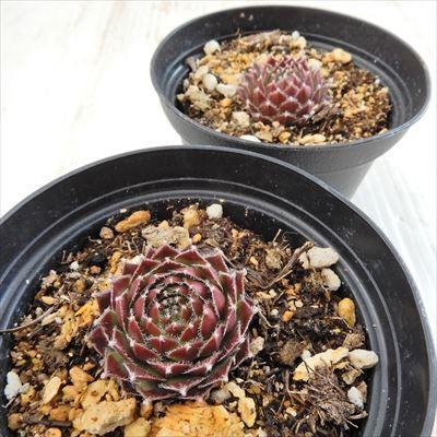 日本花キ流通 grセンペルビウム インジ 7.5cmポット : フラワーネット