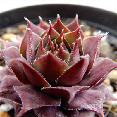 センペルビウム　ミズリーローズ 楽天市場】grセンペルビウム ミズリー ローズ 7.5cmポット : フラワー