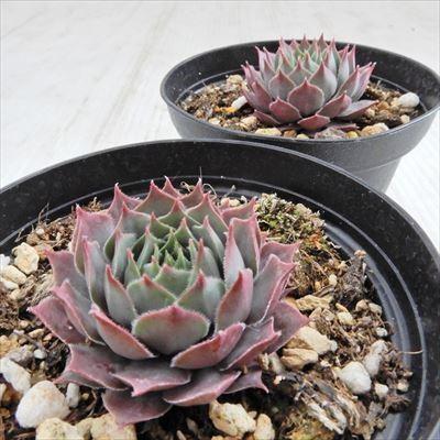 日本花キ流通 grセンペルビウム パシフィック ブルー アイス 7.5cm