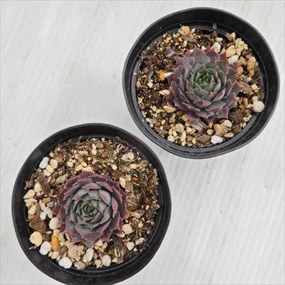 日本花キ流通 grセンペルビウム パシフィック ブルー アイス 7.5cm