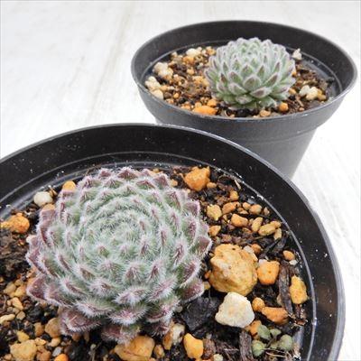 日本花キ流通 grセンペルビウム パシフィック テディー 7.5cmポット