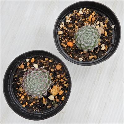 日本花キ流通 grセンペルビウム パシフィック テディー 7.5cmポット