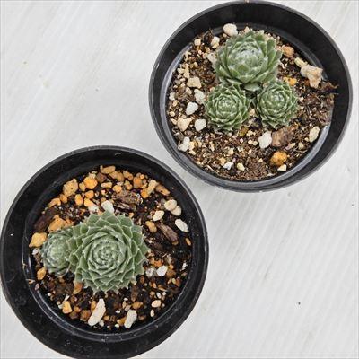 ご確認用　多肉センペルビウム 日本花キ流通 grセンペルビウム シルバー アンドレ 7.5cmポット