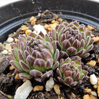 日本花キ流通 grセンペルビウム モンタナム スポンダ産 原種 7.5cm