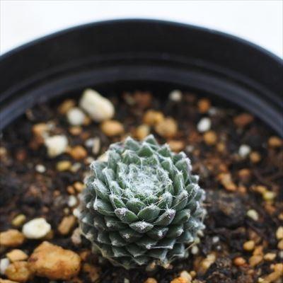 日本花キ流通 grセンペルビウム ブール ド ネージュ 7.5cmポット