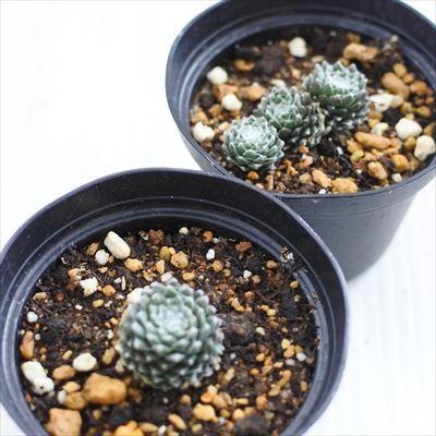 日本花キ流通 grセンペルビウム ブール ド ネージュ 7.5cmポット