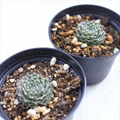 多肉植物 grセンペルビウム コーネリア 多肉植物 センペルビウム 7.5cm