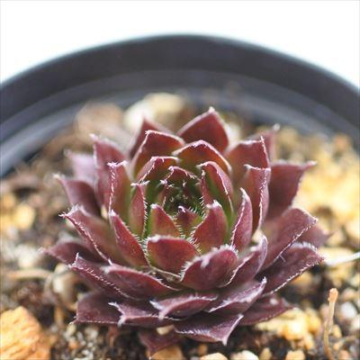 多肉植物 Grセンペルビウム フラッシャー 多肉植物 センペルビウム 7 5cmポット Z 001 112 フラワーネット日本花キ流通 通販 Yahoo ショッピング