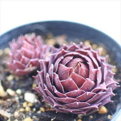 日本花キ流通 grセンペルビウム フエゴ 7.5cmポット : フラワーネット