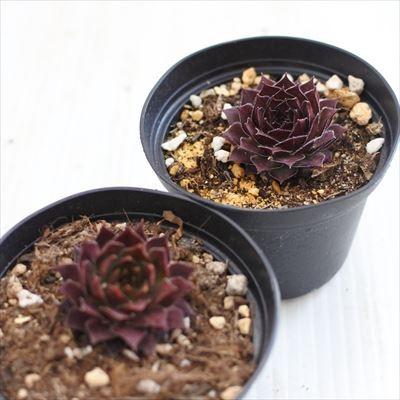 日本花キ流通 grセンペルビウム ライラック クィーン 7.5cmポット