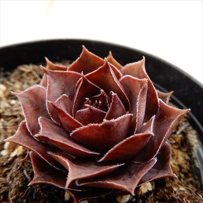 1ポット400円 センペルビウム 7.5cmポット 8 日本花キ流通 grセンペルビウム リタ ジェーン 7.5cmポット : フラワー
