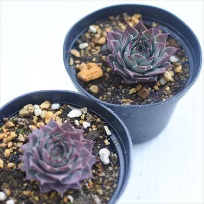 日本花キ流通 grセンペルビウム サーガ 7.5cmポット : フラワーネット
