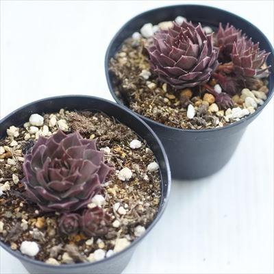 感謝を込めて。センペルビウム15(*´ω`*)Ｍ 日本花キ流通 grセンペルビウム テンビー 7.5cmポット : フラワー