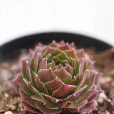 多肉植物 Grセンペルビウム ロックンロール ロゼット 多肉植物 センペルビウム 7 5cmポット Z 001 149 フラワーネット日本花キ流通 通販 Yahoo ショッピング