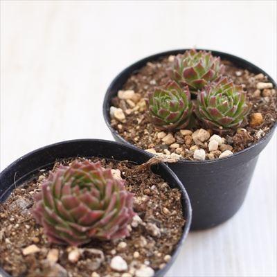 日本花キ流通 grセンペルビウム ロックンロール ロゼット 7.5cmポット