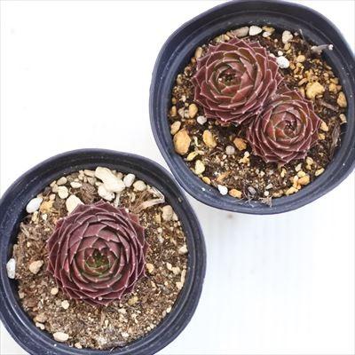 日本花キ流通 grセンペルビウム ロックンロール ロゼット 芽変わり 7.5