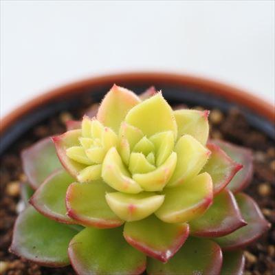 多肉植物 Swkエケベリア レティジア マジックゴールド 多肉植物 エケベリア 6cmポット Z 001 002 フラワーネット日本花キ流通 通販 Yahoo ショッピング