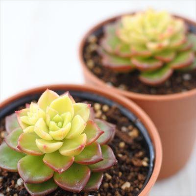 多肉植物 Swkエケベリア レティジア マジックゴールド 多肉植物 エケベリア 6cmポット Z 001 002 フラワーネット日本花キ流通 通販 Yahoo ショッピング