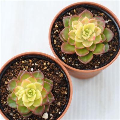 多肉植物 Swkエケベリア レティジア マジックゴールド 多肉植物 エケベリア 6cmポット Z 001 002 フラワーネット日本花キ流通 通販 Yahoo ショッピング