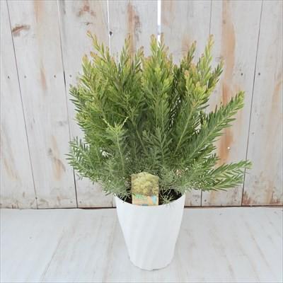 予約販売 アカシアテレサ 5号鉢 観葉植物 2月中旬以降発送 :z190115