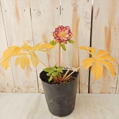 クリスマスローズ ダブル アップルマンゴー ルミナス ネオンダブル 0121 04 現品販売 松浦園芸 5号鉢 開花株 Z 601 004 フラワーネット日本花キ流通 通販 Yahoo ショッピング