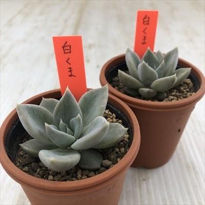 多肉植物 yukエケベリア 白くま 優木園さんの苗 送料無料 エケベリア 